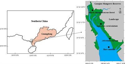 Dynamics of extracellular polymeric substances and soil organic carbon with mangrove zonation along a continuous tidal gradient